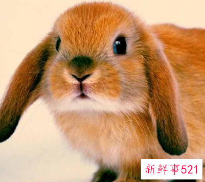 粘人又安静的小型宠物兔子