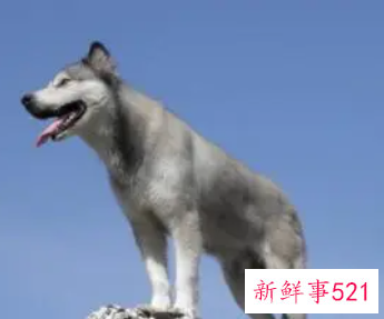 孕妇梦见大狼狗是什么意思