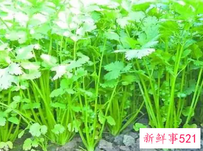 香菜对人体的作用