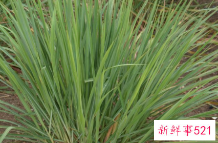 石菖蒲的功效与作用