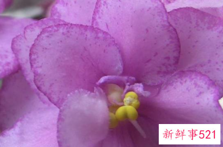 十二生肖对应的幸运植物