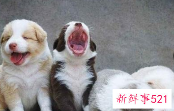 优质边牧犬怎么挑