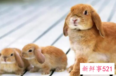 粘人又安静的小型宠物兔子