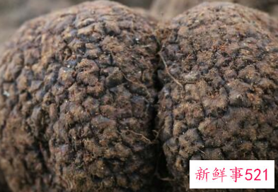 什么蘑菇对癌症好