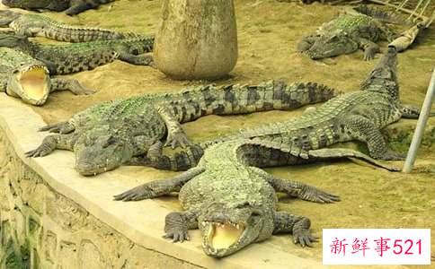 梦见爸爸养了一只鳄鱼