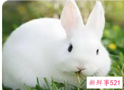 女人梦见又肥又大的兔子