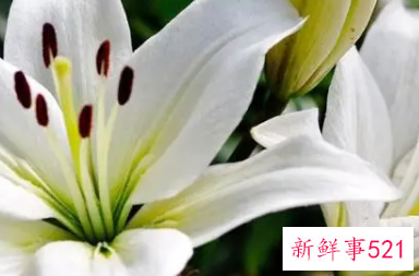 百合代表什么寓意