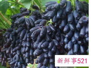 黑提子有黑色素吗