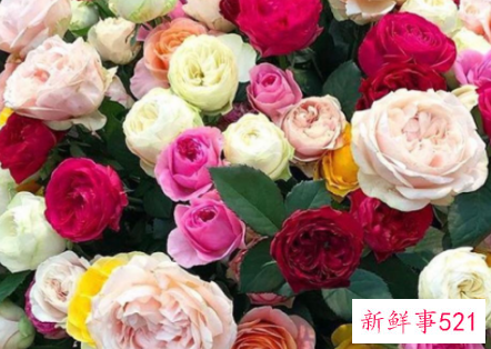 黄玫瑰加红玫瑰代表的含义