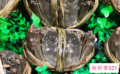 大闸蟹产地在哪里