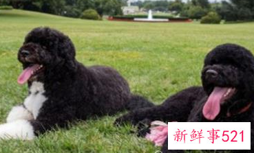 十大适合家养没体味的狗排名