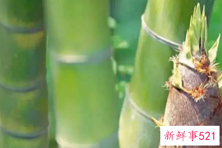 梦见挖笋是什么意思呢