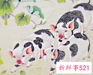 95年生肖猪2022年两喜缠身
