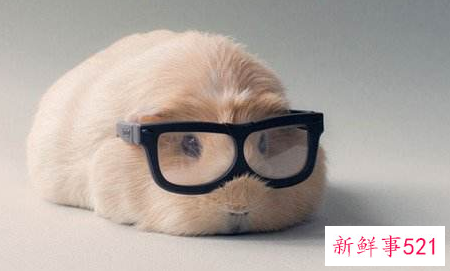 备孕期间可以接触宠物吗