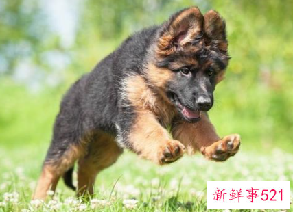 德牧的致命缺点