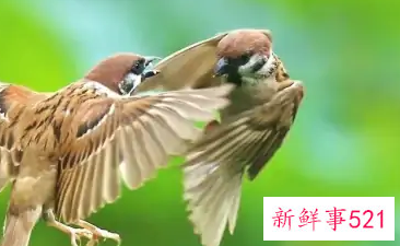 麻雀的象征是什么