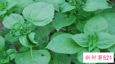 苏叶的功效与作用