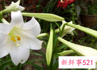 百合代表什么寓意