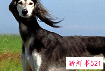 十大适合家养没体味的狗排名