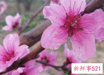 家里的桃花位怎么找