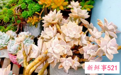 十二卷有哪些品种