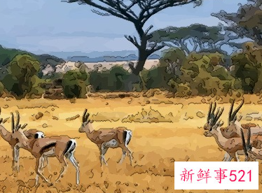 梦见被梅花鹿追着跑