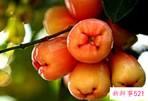 海南莲雾的功效与作用