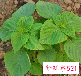 苏叶的功效与作用