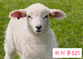 梦见带角的羊是什么意思