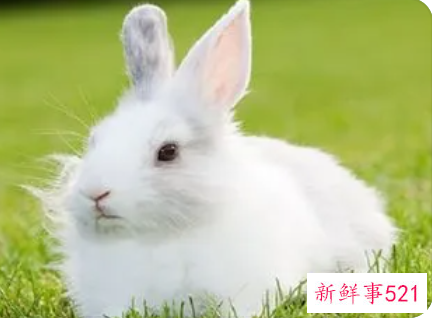 女人梦见又肥又大的兔子