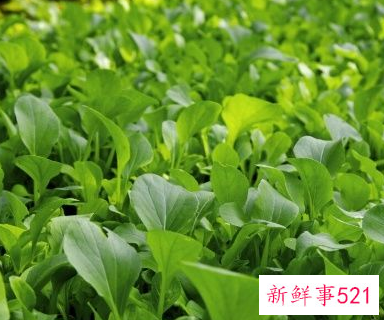 泥土种不出蔬菜能用什么改善土质