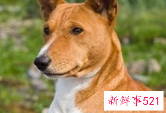 十大适合家养没体味的狗排名