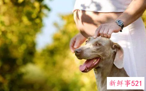 备孕期间可以接触宠物吗
