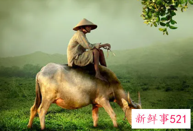 梦见牛代表什么意思