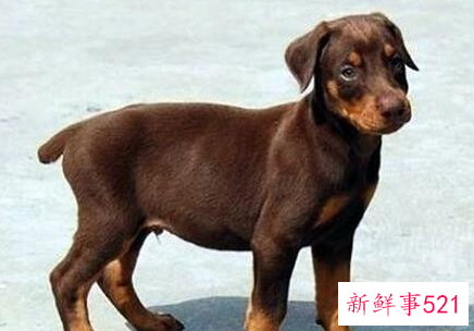 养狗的好处和坏处