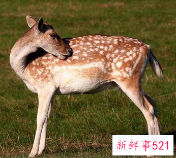 梦见被梅花鹿追着跑