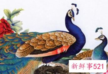 孔雀可以象征什么