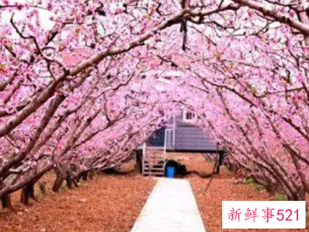 家里的桃花位怎么找