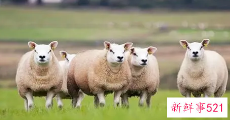 2022年最开心的生肖女