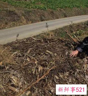 泥土种不出蔬菜能用什么改善土质