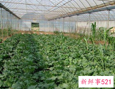 泥土种不出蔬菜能用什么改善土质