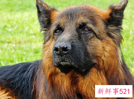 梦见狼狗的寓意