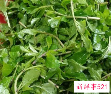 枸杞芽的学名叫什么