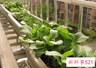 自己在家阳台种菜怎么种