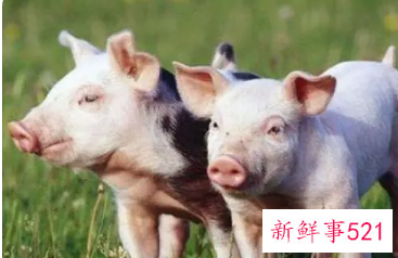 95年生肖猪2022年两喜缠身