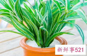 婚礼锦吊兰养殖方法