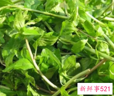 枸杞芽的学名叫什么