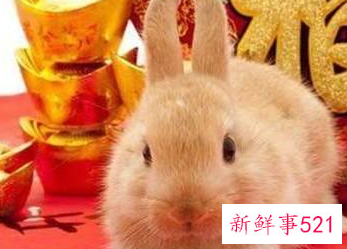 属鼠人一辈子的克星