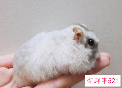 孕妇梦见老鼠在床上