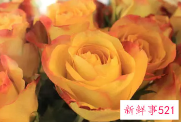 黄玫瑰加红玫瑰代表的含义